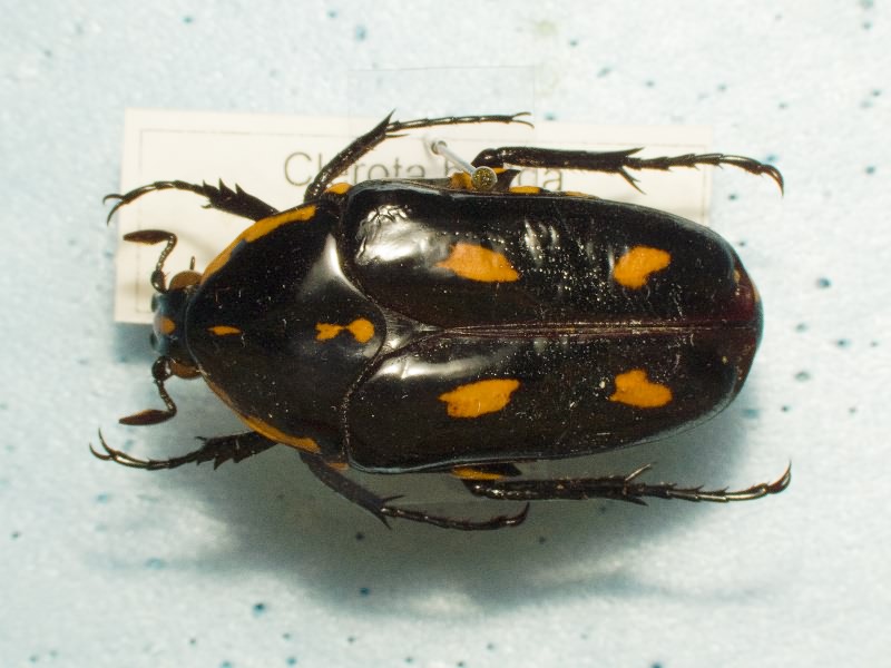 Scarabaeidae Latreille, 1802
